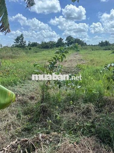 Gần 2 Công Đất Lúa Gần Lộ 40M Nguyễn Văn Linh