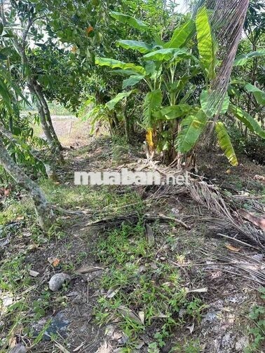 Gần 2 Công Đất Lúa Gần Lộ 40M Nguyễn Văn Linh