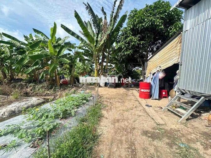 Gần 2 Công Đất Lúa Gần Lộ 40M Nguyễn Văn Linh