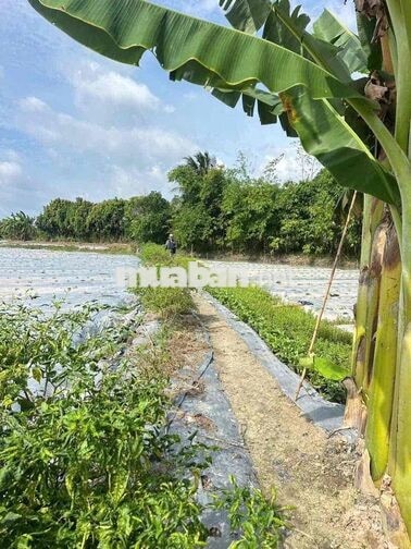 Gần 2 Công Đất Lúa Gần Lộ 40M Nguyễn Văn Linh