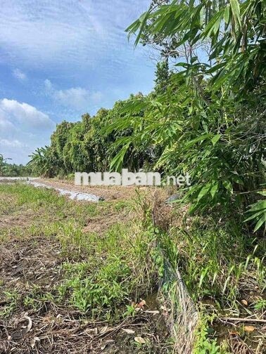 Gần 2 Công Đất Lúa Gần Lộ 40M Nguyễn Văn Linh