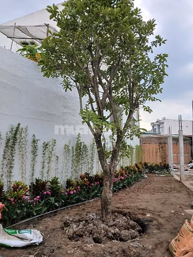 Nhà phố Compound Q8 ngay Võ Văn Kiệt, 3 lầu, 4PN, nhà mới ở ngay, SHR