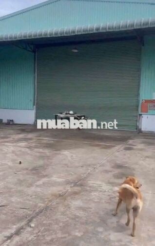 CHO THUÊ XƯỞNG BÌNH CHUẨN _ THUẬN AN GIÁ RẺ NHẤT THỊ TRƯỜNG