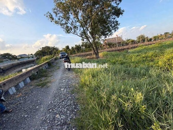 1300m2 ĐẤT NÔNG NGHIỆP NGUYỄN THỊ NGÂU VÀI 100M, CHỈ 2.3 TỶ