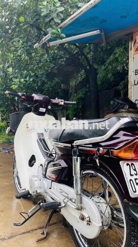 Honda Dream Trắng, Đỏ mận Xe số