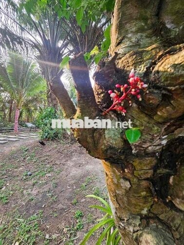 Biệt thự mini 850m2 đất tiện nghie dưỡng