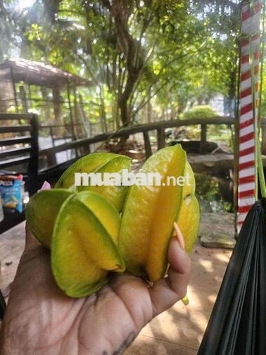 Biệt thự mini 850m2 đất tiện nghie dưỡng