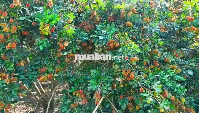 Cần sang ngay nhà vườn 1000m2 ,có thổ cư ở Bình Phước cũ,giá 355 triệu