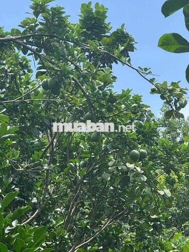 Vườn bưởi mt đg nhựa ngay ngã tư Chơn Thành: SHR-dt 3296m2 giá 650tr