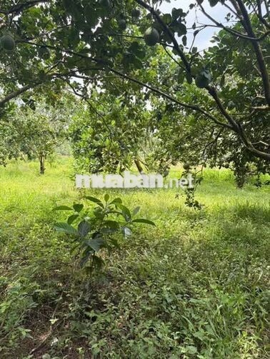 Vườn bưởi mt đg nhựa ngay ngã tư Chơn Thành: SHR-dt 3296m2 giá 650tr