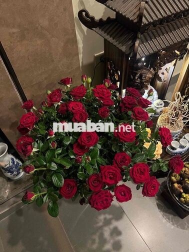 phòng trọ đơn giá rẻ Hai Bà Trưng