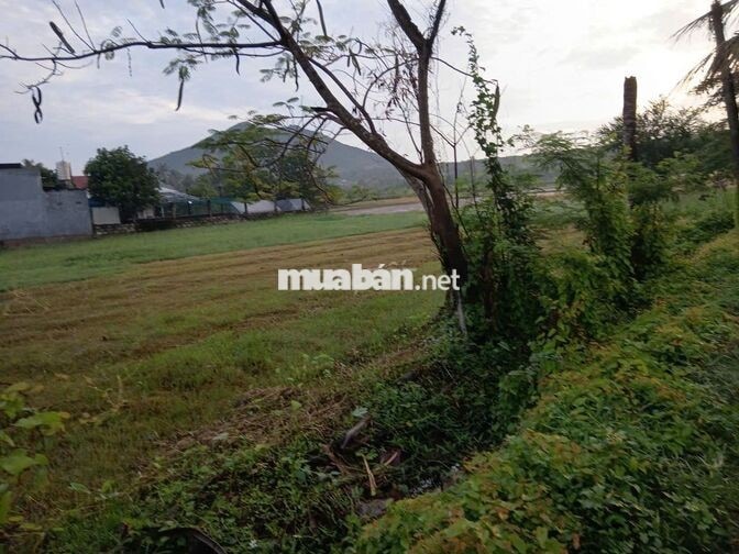 Bán gấp lô đất 1.782m² thế nở hậu cực đẹp (Thửa 114) – Giá tốt đầu tư