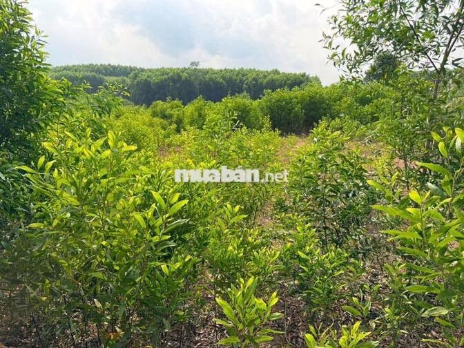 BÁN Đất Trồng Cây Lâu Năm Quốc Lộ QL1, Xã Xuân Tâm, Xuân Lộc -Đồng Nai