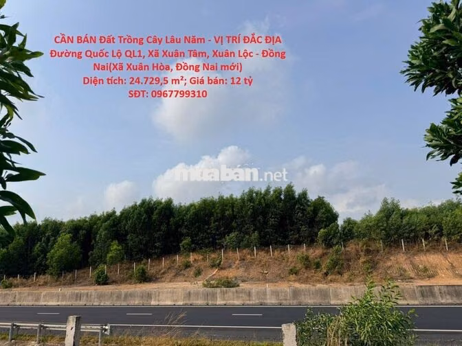 BÁN Đất Trồng Cây Lâu Năm Quốc Lộ QL1, Xã Xuân Tâm, Xuân Lộc -Đồng Nai