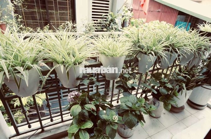 Nguyễn An Ninh, Hoàng Mai – 60m x 4 tầng, full đồ, 4 ngủ, gara, ở/ VP