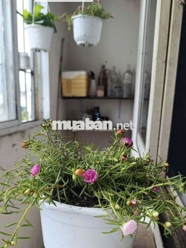Cho thuê căn hộ chung cư quận 1