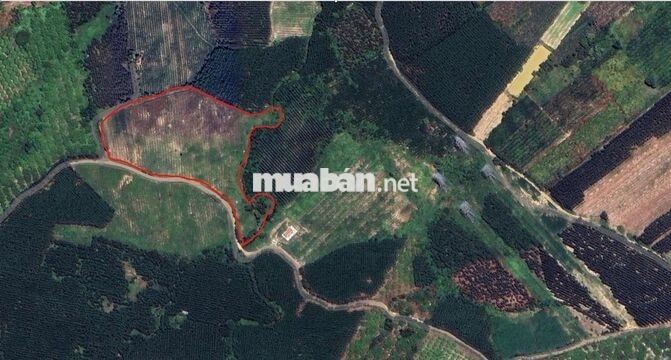 Bán gấp 3 lô đất trồng cây cạnh nhau, mỗi lô ~22,989 m2, Hàm Tân, BT