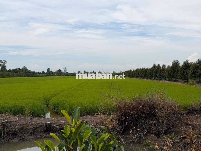 BÁN ĐẤT TRỒNG LÚA KÊNH 500 XÃ ĐỐC BINH KIỀU