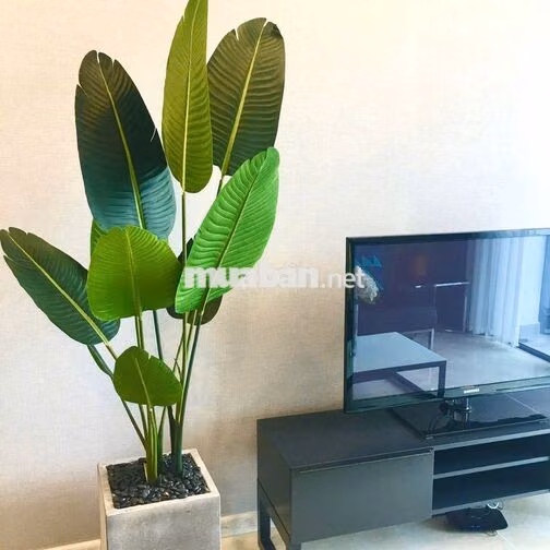 Cho Thuê Căn Hộ tại Vinhomes Golden River Bason