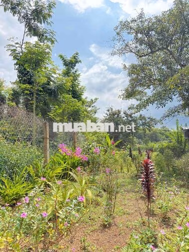 4700m2 CÓ 300m2 THỔ CƯ HẺM ÔTÔ GẦN TRUNG TÂM TP BMT