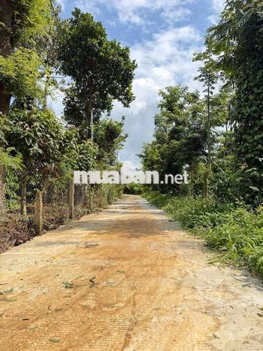 4700m2 CÓ 300m2 THỔ CƯ HẺM ÔTÔ GẦN TRUNG TÂM TP BMT