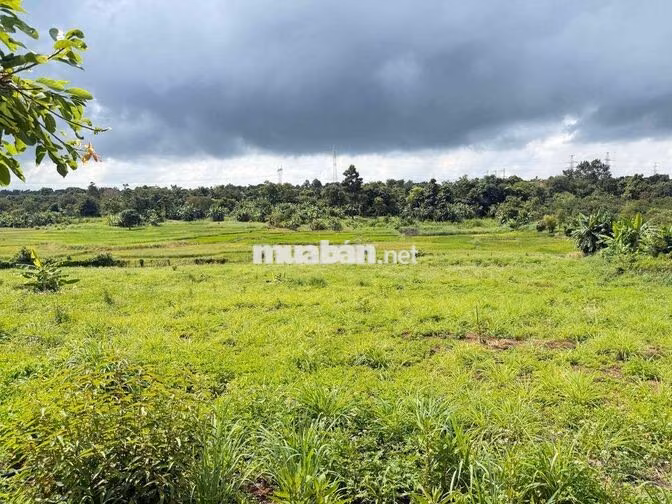 4700m2 CÓ 300m2 THỔ CƯ HẺM ÔTÔ GẦN TRUNG TÂM TP BMT