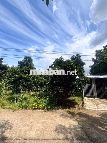 ĐẤT TRỒNG MÍT 260M2 GIÁ CHỈ 590TR, THỔ SẴN 100M2, SAU CHỢ, DÂN ĐÔNG