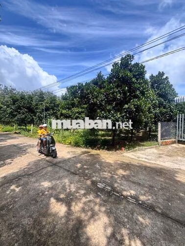 ĐẤT TRỒNG MÍT 260M2 GIÁ CHỈ 590TR, THỔ SẴN 100M2, SAU CHỢ, DÂN ĐÔNG