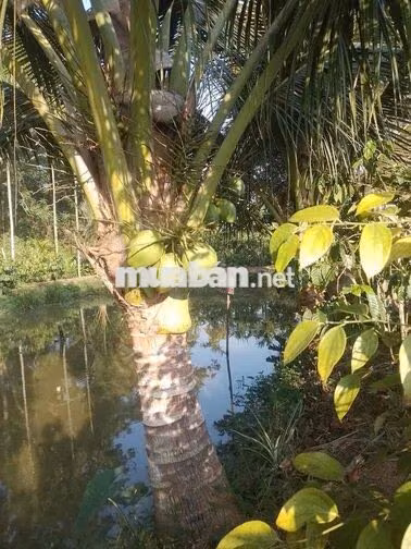 Bán 3 sào đất, thổ cư 400m2, có nhà cấp 4