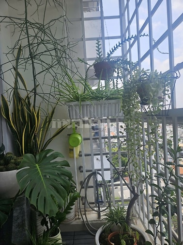 Ann định cư Úc bán căn góc Cc 243A Nguyễn Thượng Hiền giá 5,8 tỷ có TL