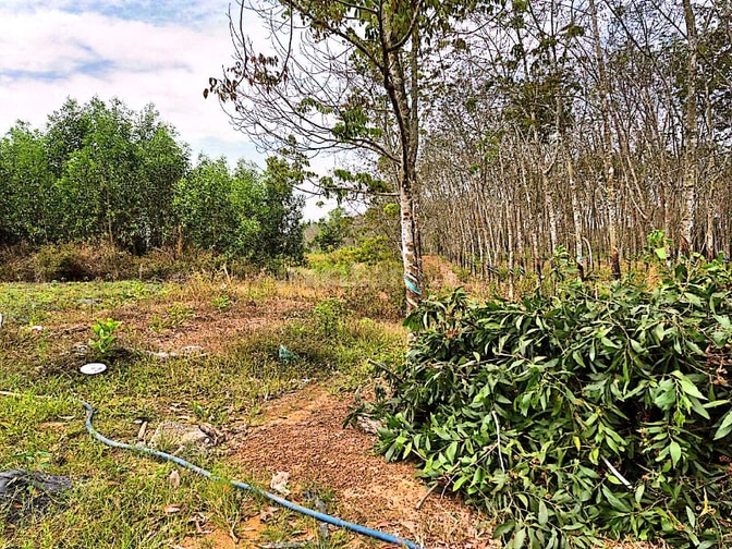 Công ty Đấu giá hợp danh Lam Sơn Sài Gòn thông báo đấu giá tài sản