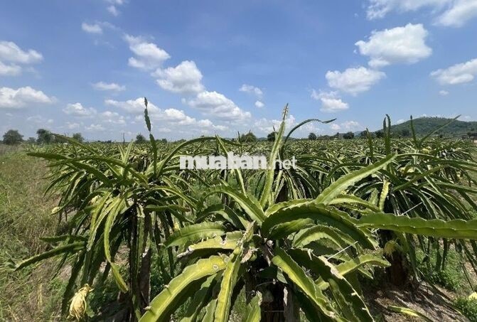 Đất vườn thanh long 32.970 m² tại Hàm Minh, Hàm Thuận Nam