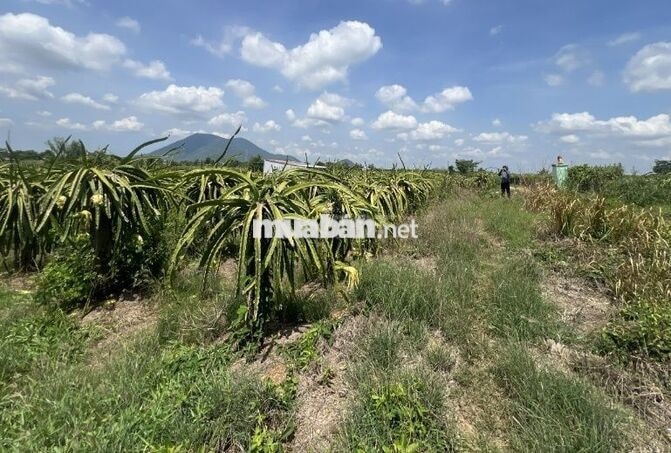 Đất vườn thanh long 32.970 m² tại Hàm Minh, Hàm Thuận Nam