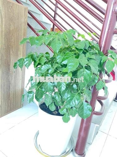 bán nhà giấy tờ tay chính chủ quận Tân Bình