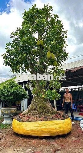 Chủ ngộp cần bán gấp ! Đất Nhị Bình, Hóc Môn. Dt: 5,2×21~108m² full th
