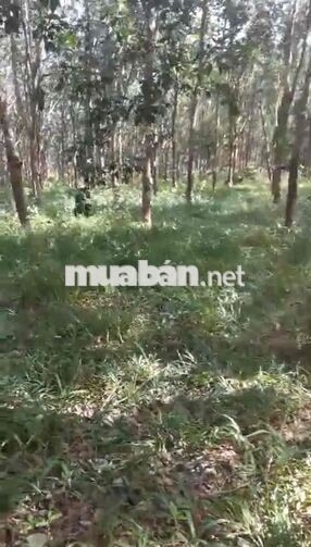 BÁN 2HA MẶT TIỀN QUỐC LỘ 24 – CÁCH MĂNG ĐEN CHƯA TỚI 10KM