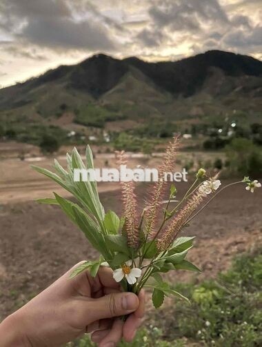 BÁN 2HA MẶT TIỀN QUỐC LỘ 24 – CÁCH MĂNG ĐEN CHƯA TỚI 10KM
