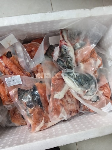 Đầu lườn cá hồi nhập khẩu nauy