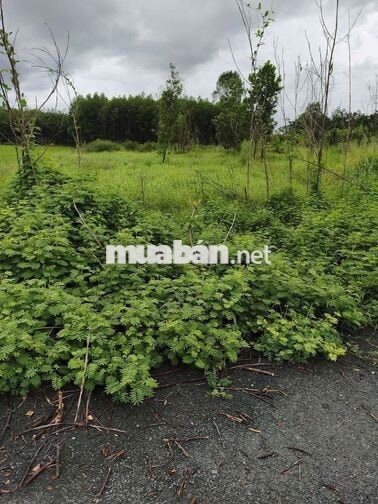 Chính chủ bán 3.000m2 đất Tân Hội