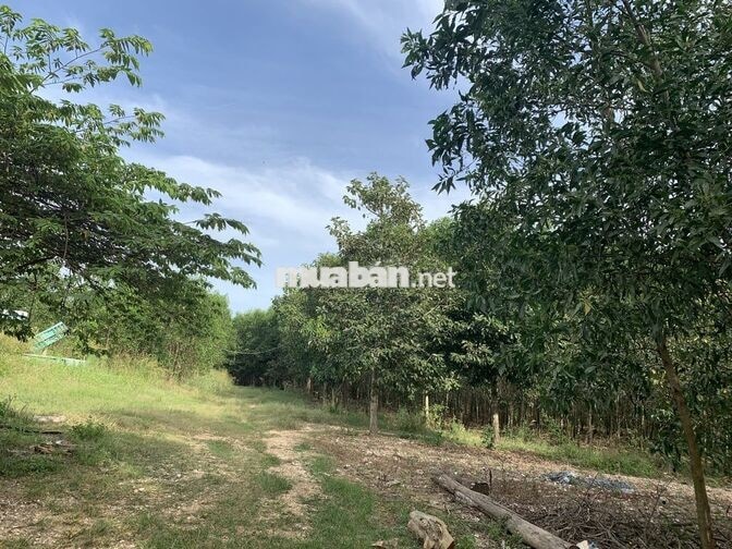 651 THÔNG LẬP ĐỨC XÃ HÀM THUẬN NAM TỈNH LÂM ĐỒNG