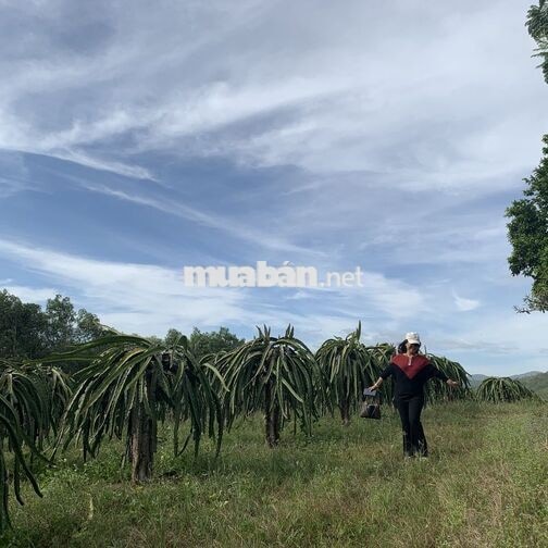 651 THÔNG LẬP ĐỨC XÃ HÀM THUẬN NAM TỈNH LÂM ĐỒNG