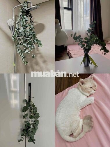 Tìm 1 hoặc 2 nữ ở ghép phòng master trong căn góc