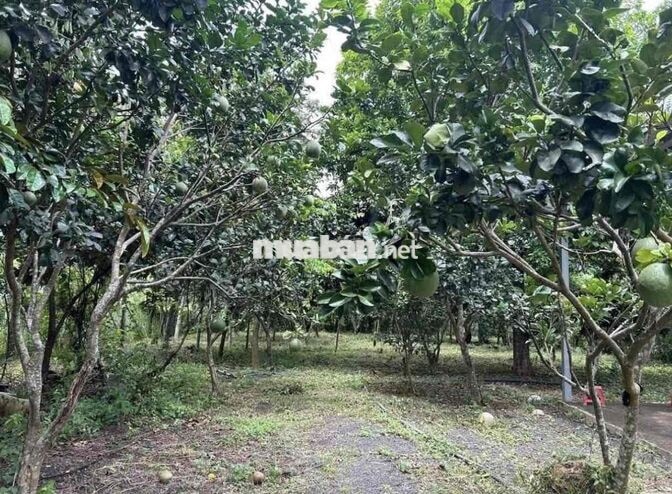 Bán Vườn Bưởi Đang Cho Thu Hoặc