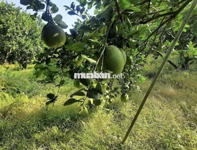 Bán Vườn Bưởi Đang Cho Thu Hoặc