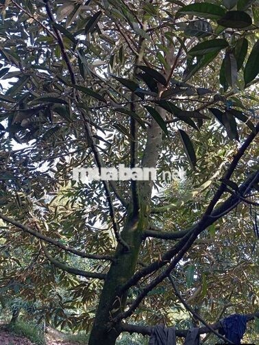Bán đất vườn sầu riêng Monthong
