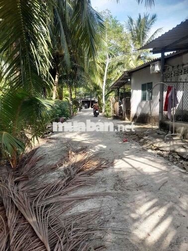 ĐẤT VƯỜN CÂY ĂN TRÁI LỘ NHỰA Ô TÔ XÃ TÂN LƯỢC TỈNH VĨNH LONG