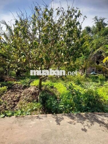 ĐẤT VƯỜN CÂY ĂN TRÁI LỘ NHỰA Ô TÔ XÃ TÂN LƯỢC TỈNH VĨNH LONG