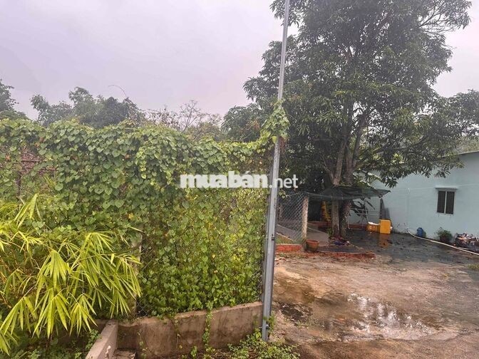 cần bán đất luôn nhà như hình,tổng diện tích đất gần 500m2