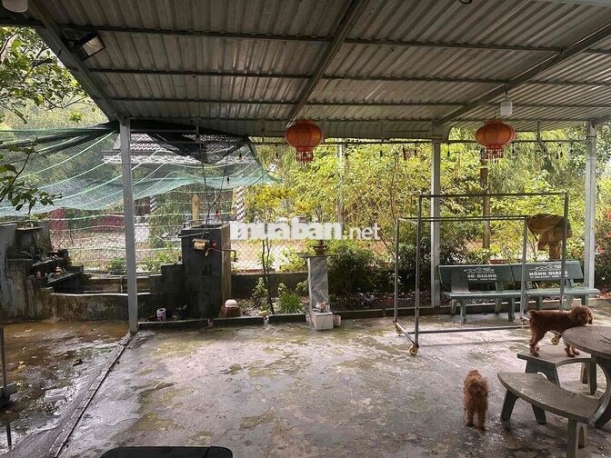 cần bán đất luôn nhà như hình,tổng diện tích đất gần 500m2