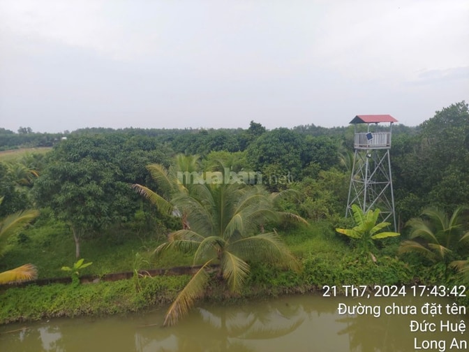 Bán đất - Trang trại vườn sinh thái 15.000m2, ĐT 830 Đức Huệ - LA